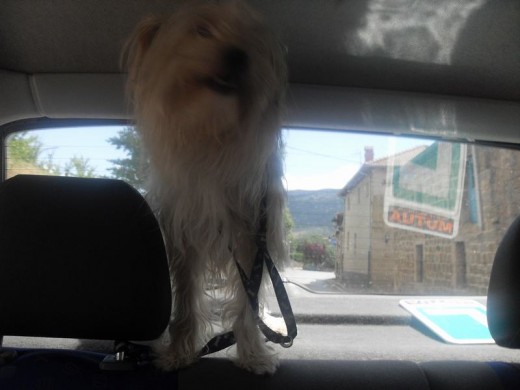 helio ladrando por el cristal